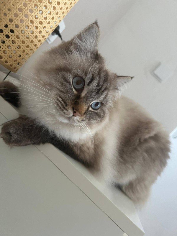 KissKiss