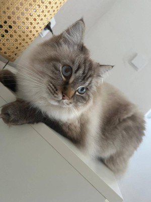 KissKiss