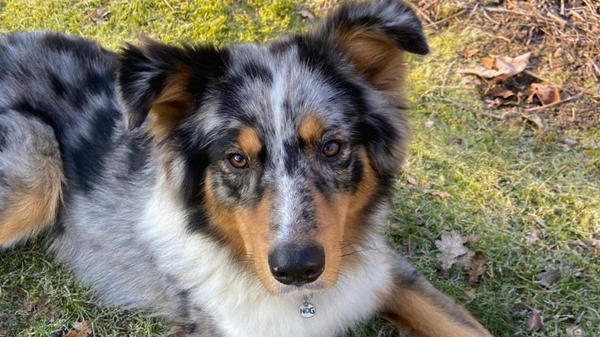 Dex