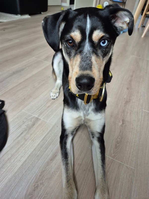 Loki