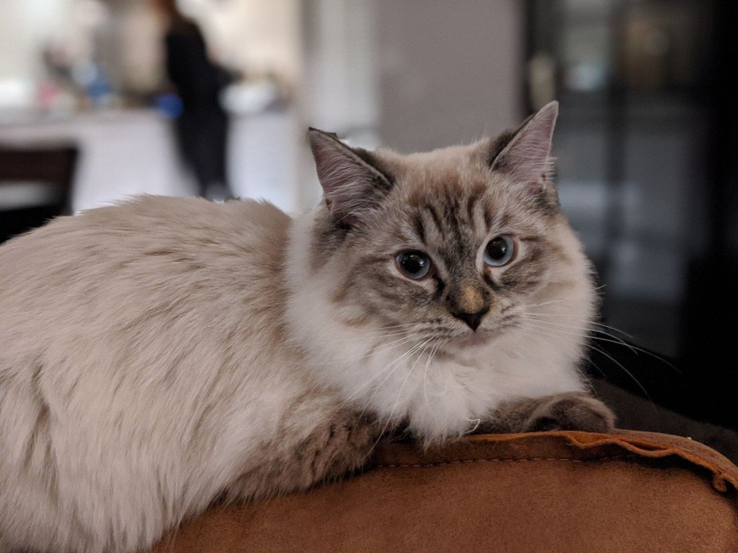 Indy