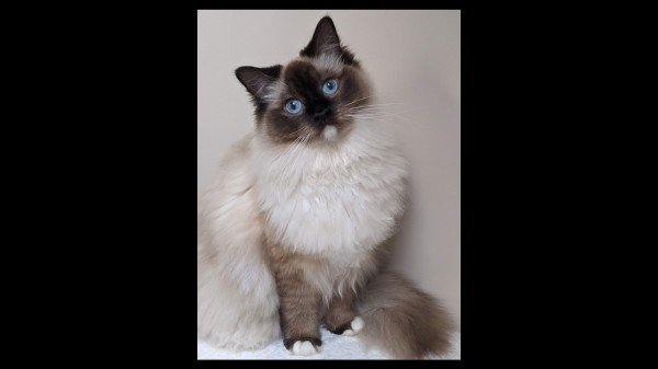 Willow