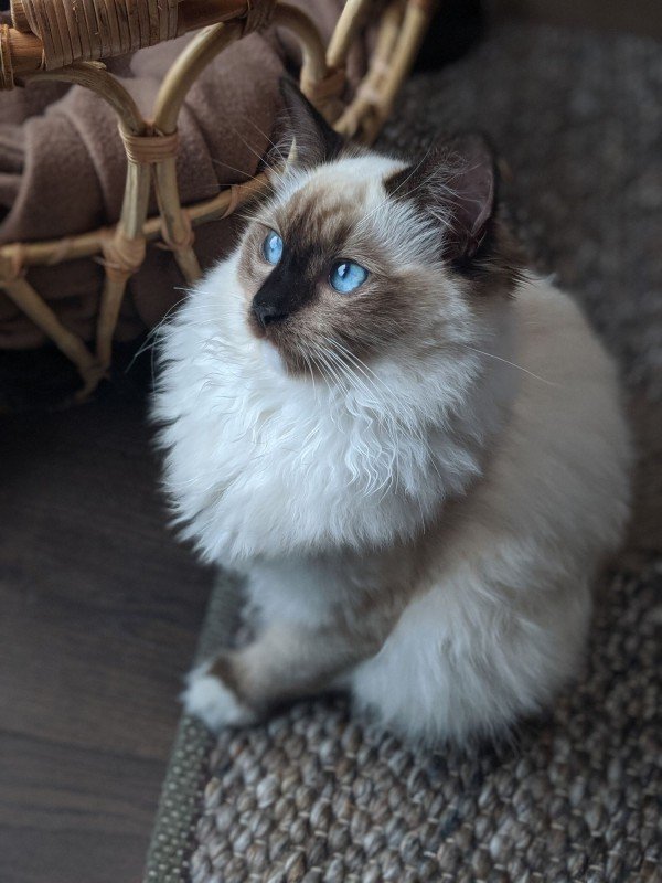 Willow