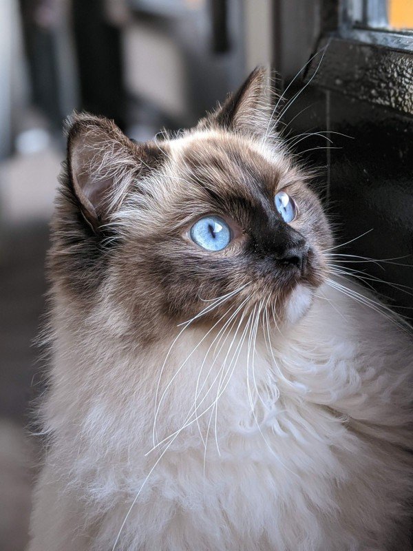 Willow