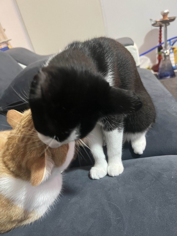 Kiki