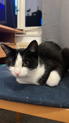 Kiki