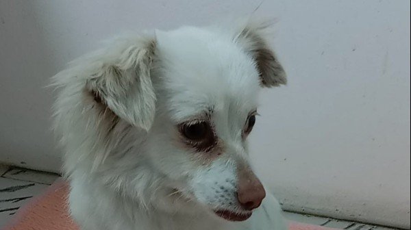 Romeo