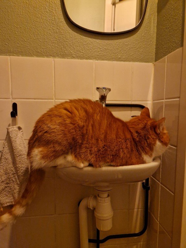 Tijger