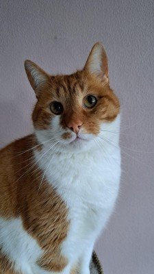 Tijger