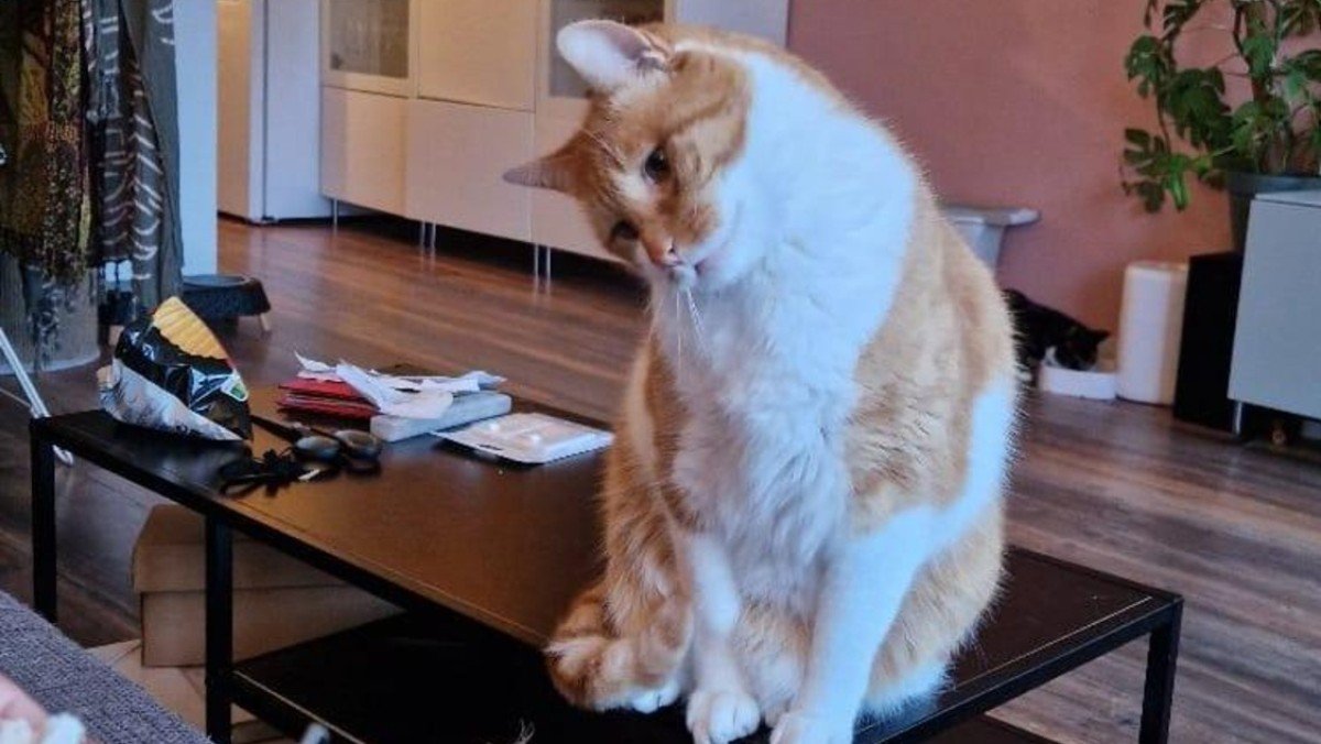 Tijger