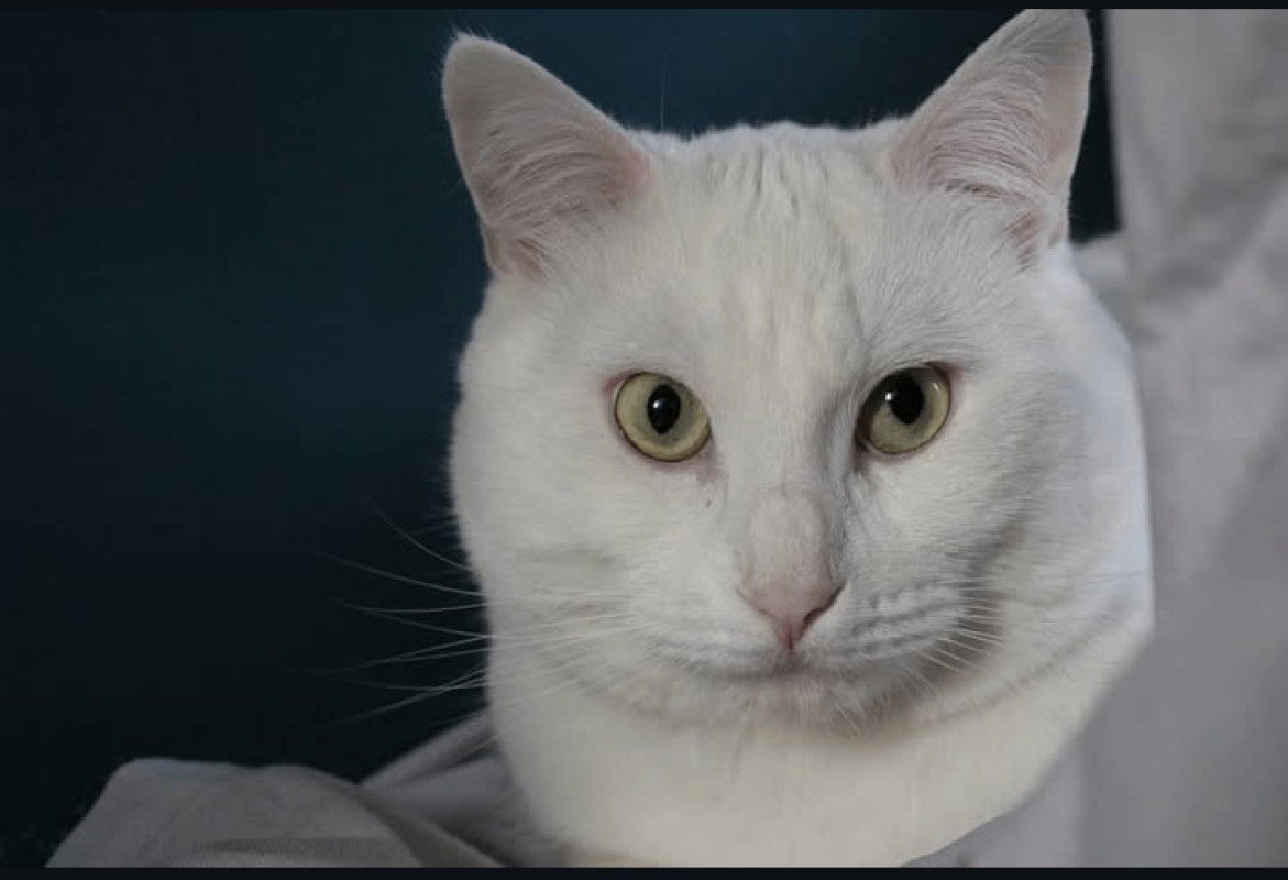 Otis