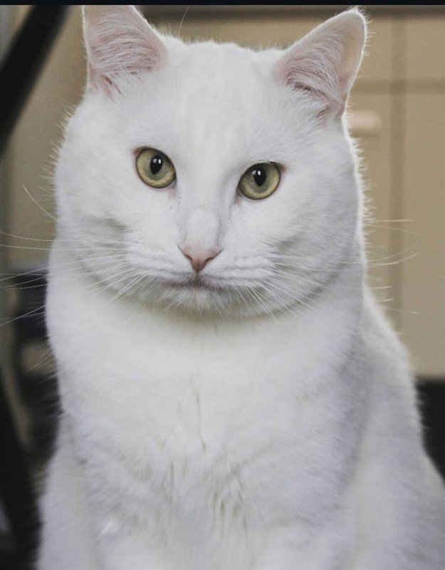 Otis