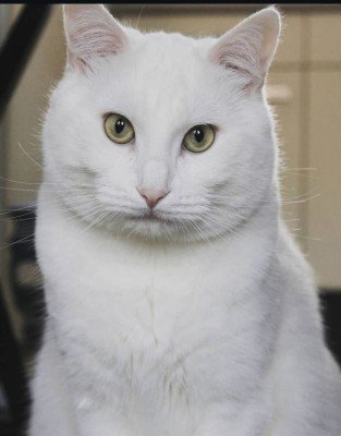 Otis