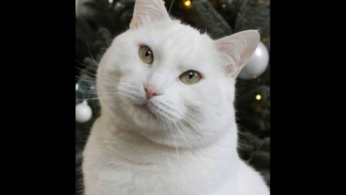 Otis