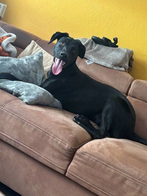 Penelope