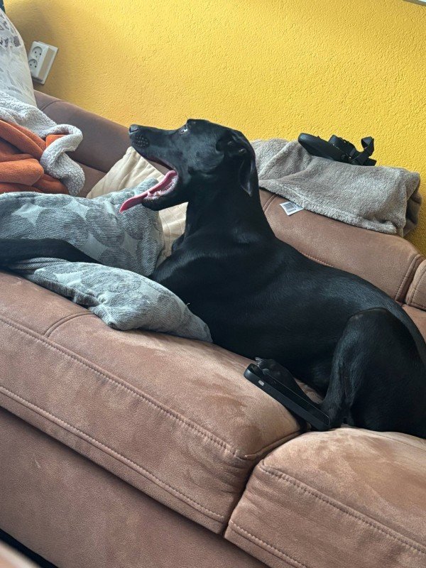 Penelope