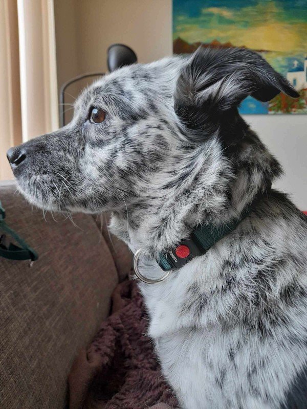 Santi