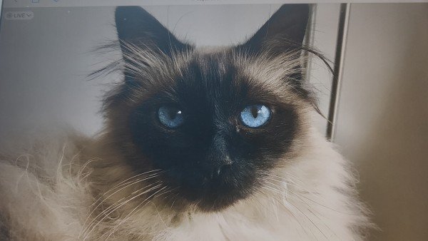 Yoda