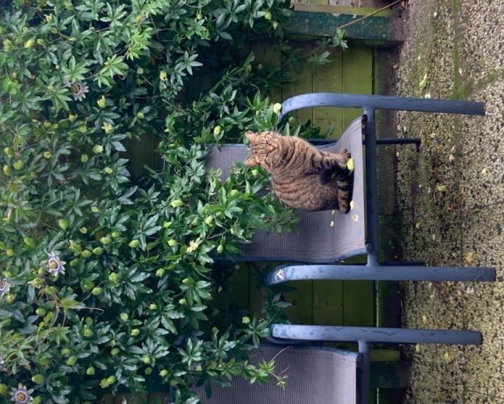 Kitty