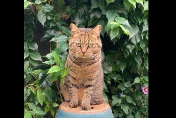 Kitty