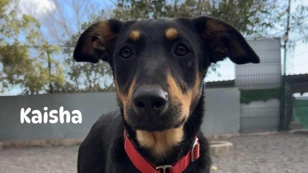 Kaisha