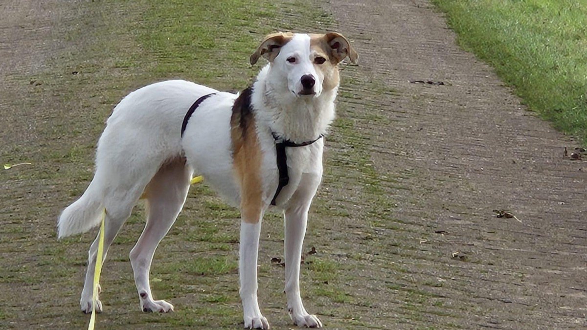 Bella