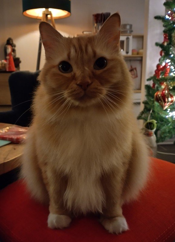 Cato