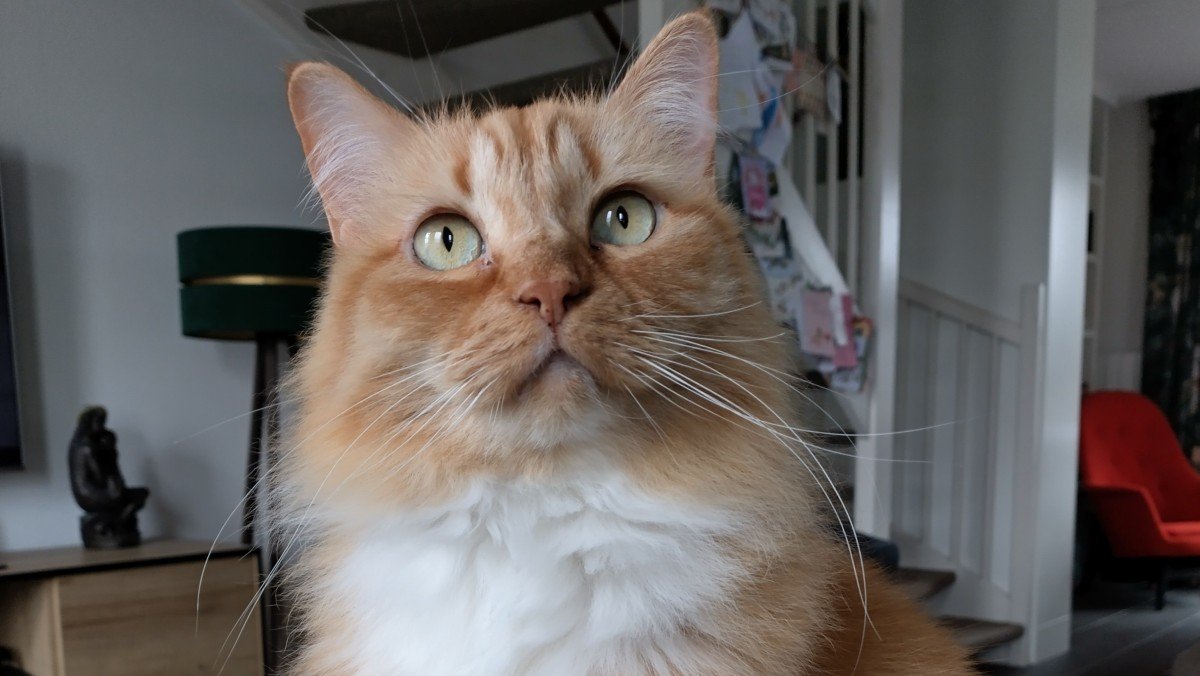 Cato