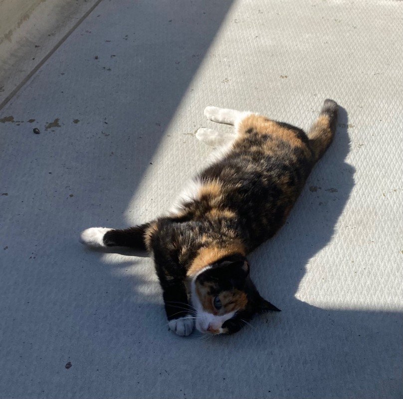 Maggie