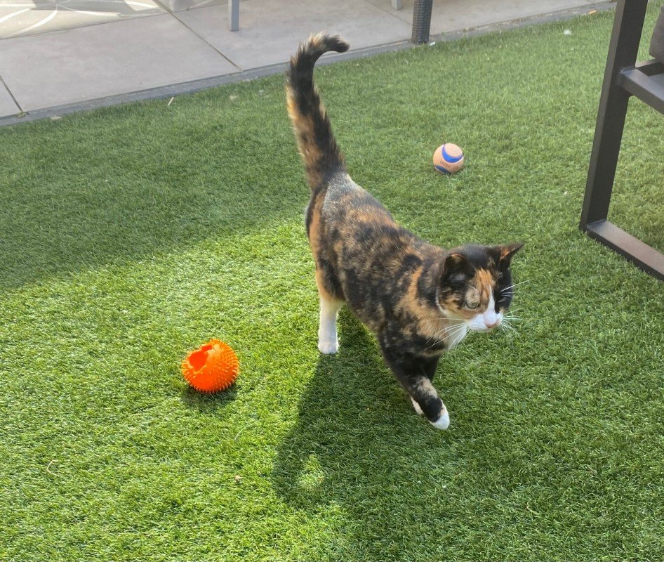 Maggie