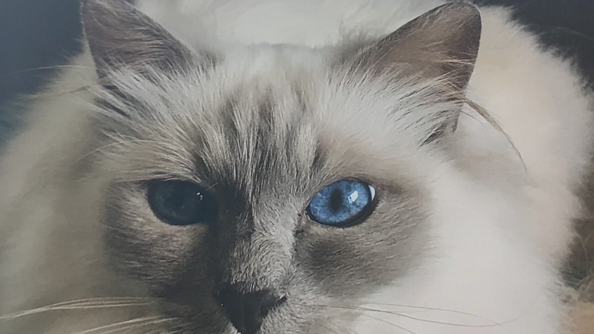 Caesar
