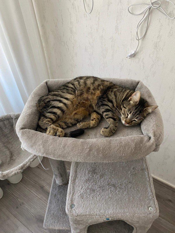 Lily