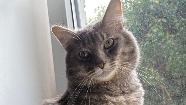 Niblo