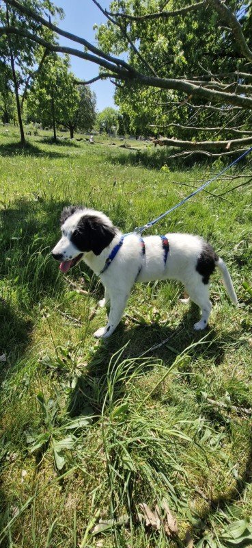 Heidi