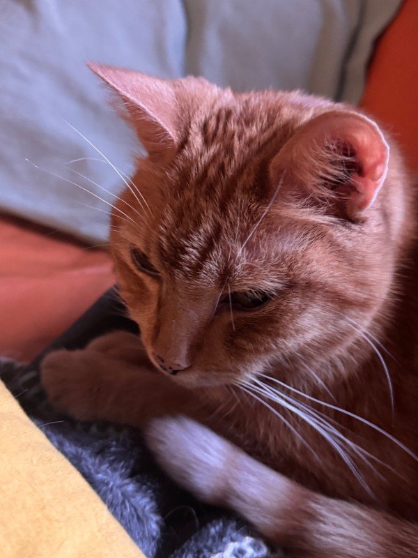 Spijker