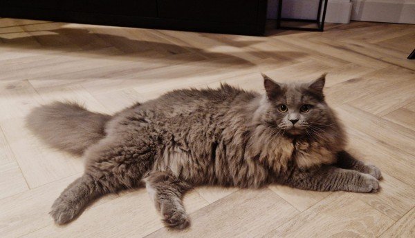 Milo