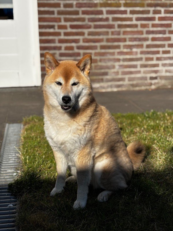 Shiba