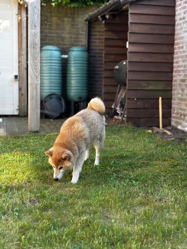 Shiba