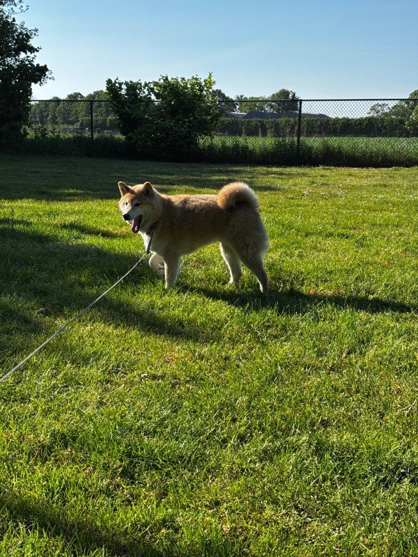 Shiba