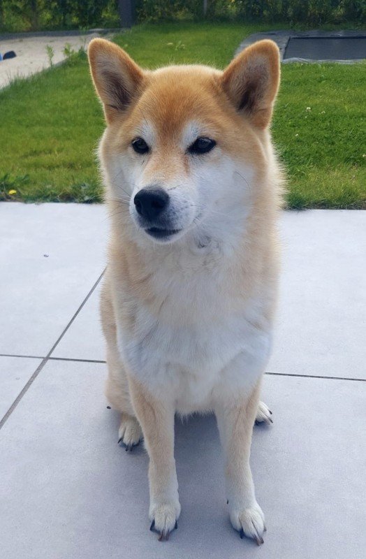 Shiba