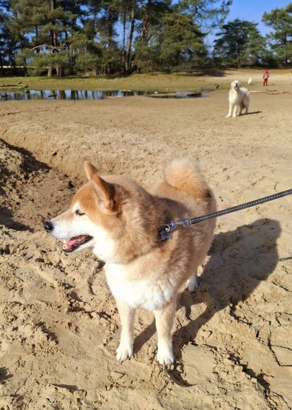 Shiba