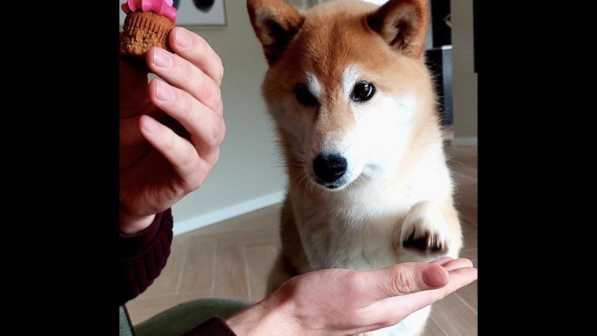 Shiba