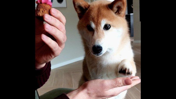 Shiba
