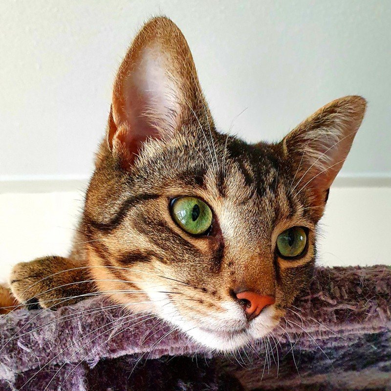 Tijger