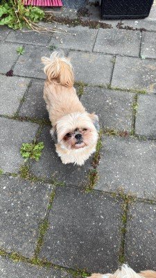 Noe