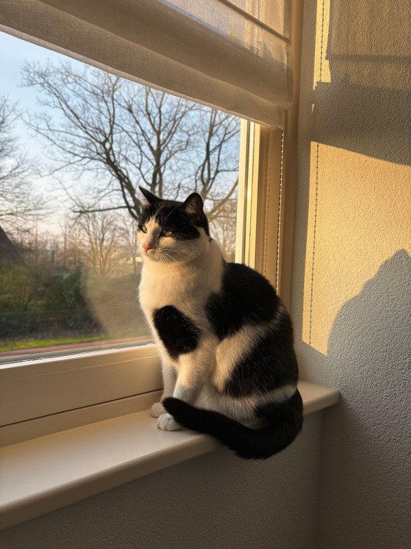Pip