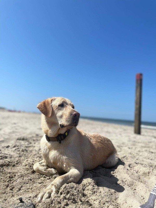 Buddy