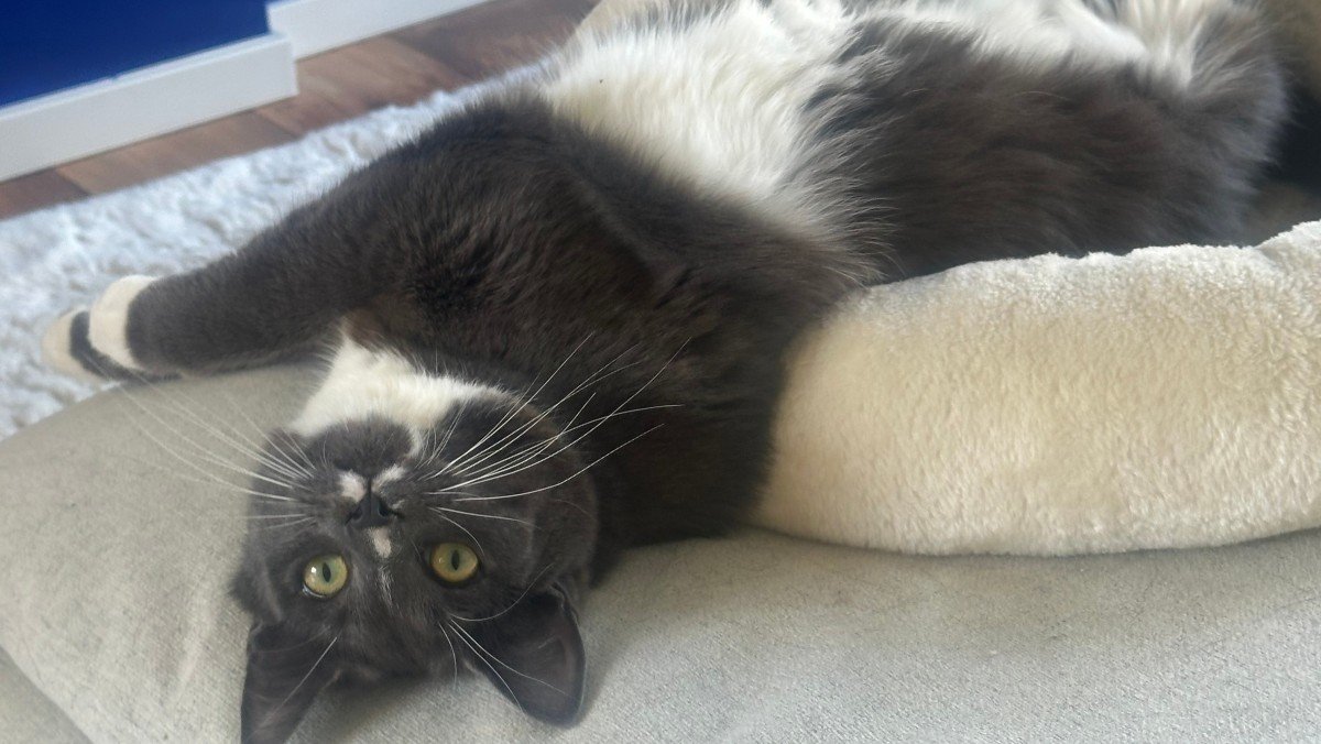 Bella