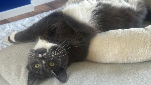 Bella