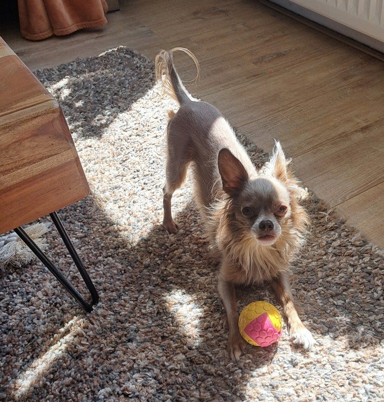 Toby